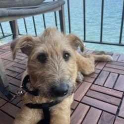 mezcla de laboratorio airedale terrier