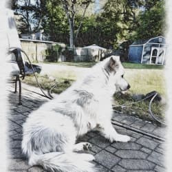 Kodisimo