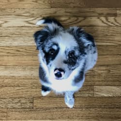 Embark Dog DNA Test Breed