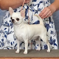 Embark Dog DNA Test Breed