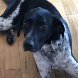 Border collie german shorthaired pointer mix puppies on sale