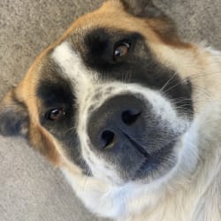 Akita st shop bernard mix