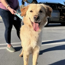 Golden retriever best sale jindo mix