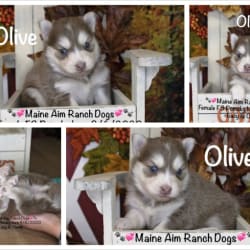 Olive Lacy’s pup