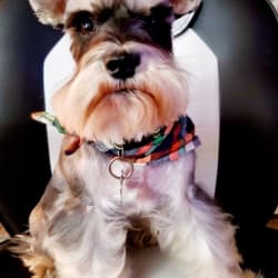Orton noble schnauzers outlet