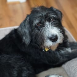 Old english sheepdog lab mix puppies clearance