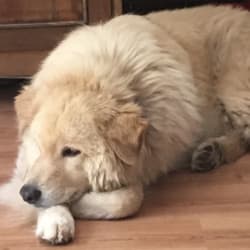 Embark Dog Dna Test Breed