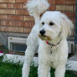 Sweet Lollie of Magic Valley Goldendoodles