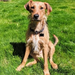 Airedale terrier golden retriever mix sales