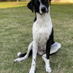 German shorthaired pointer australian shepherd mix outlet