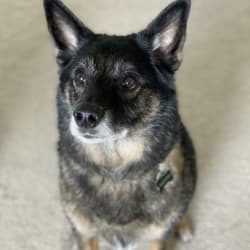 Norwegian elkhound blue heeler mix best sale