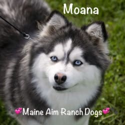 Miss Maine Aim Moana
