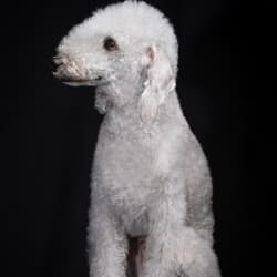 Embark Dog DNA Test Breed