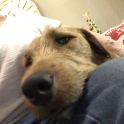 mezcla de laboratorio airedale terrier