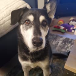 Surprise Wolfdog “Guess the Content” Embark Results! : r/Wolfdogs