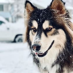 Kodiak (Koda)