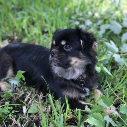 Tibetan Spaniels Dog Breed Info Photos Common Names And More Embarkvet