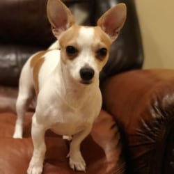 Embark Dog Dna Test Breed