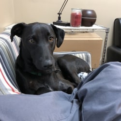 Italian greyhound black lab 2025 mix