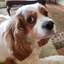 king charles and cocker spaniel mix