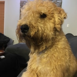 Heartland classics cheap wheatens