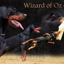 Wizard of Oz de Grande Vinko