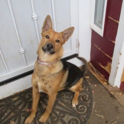 Embark Dog Dna Test Breed