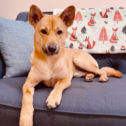 formosan mountain dog puppy for sale