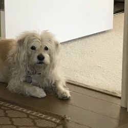 Bogey