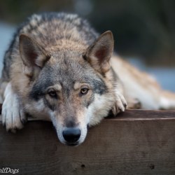 Misha, GrandLine WolfDog
