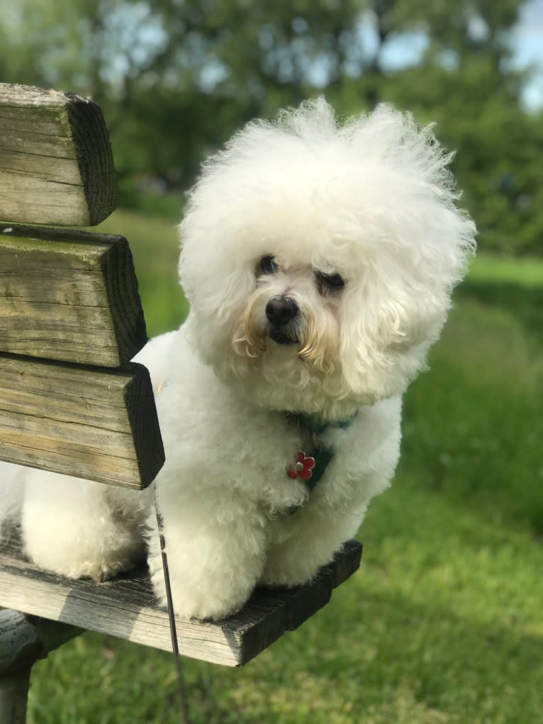 Georgia Caroline, a Bichon Frise tested with EmbarkVet.com