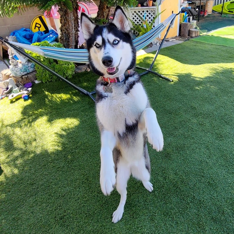 Teyla, a Siberian Husky tested with EmbarkVet.com