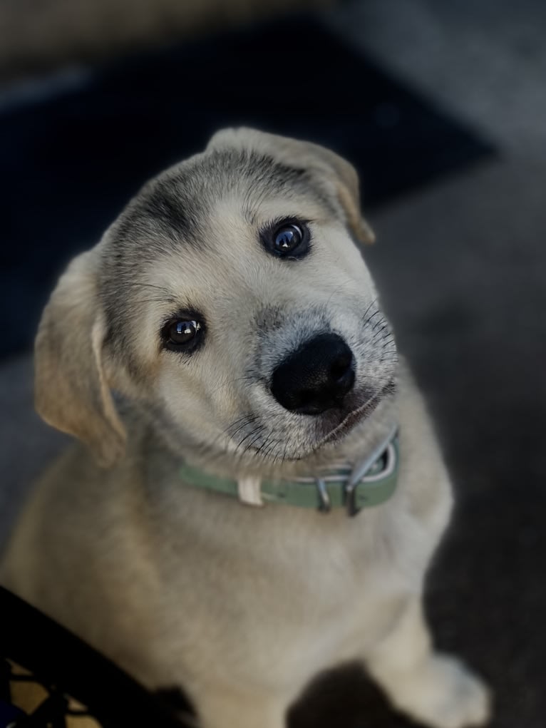 Sadie, a Great Pyrenees and German Shepherd Dog mix tested with EmbarkVet.com