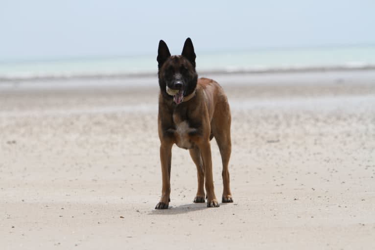 MATTES, a Belgian Shepherd tested with EmbarkVet.com