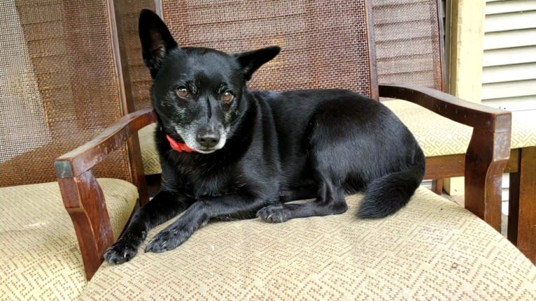 Tux, a Schipperke and Boston Terrier mix tested with EmbarkVet.com