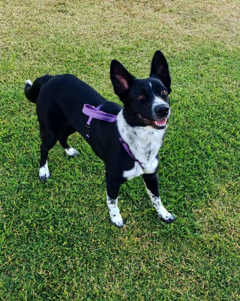 Malu, an Australian Shepherd and Catahoula Leopard Dog mix tested with EmbarkVet.com