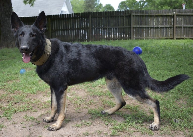 Kojak, a German Shepherd Dog tested with EmbarkVet.com