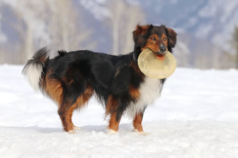 Burley, an English Shepherd tested with EmbarkVet.com