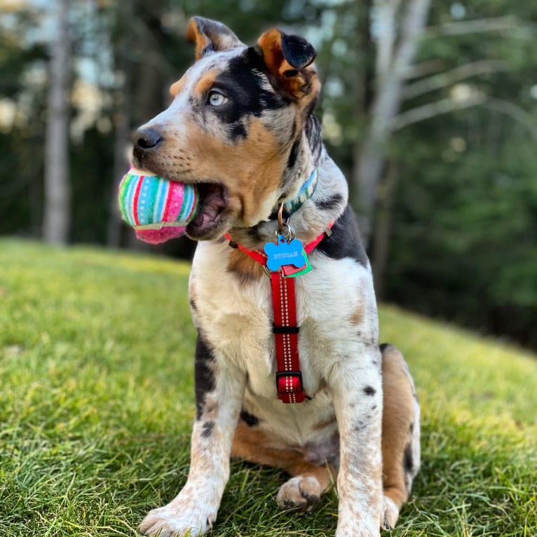 Duncan, an Australian Cattle Dog and American Pit Bull Terrier mix tested with EmbarkVet.com