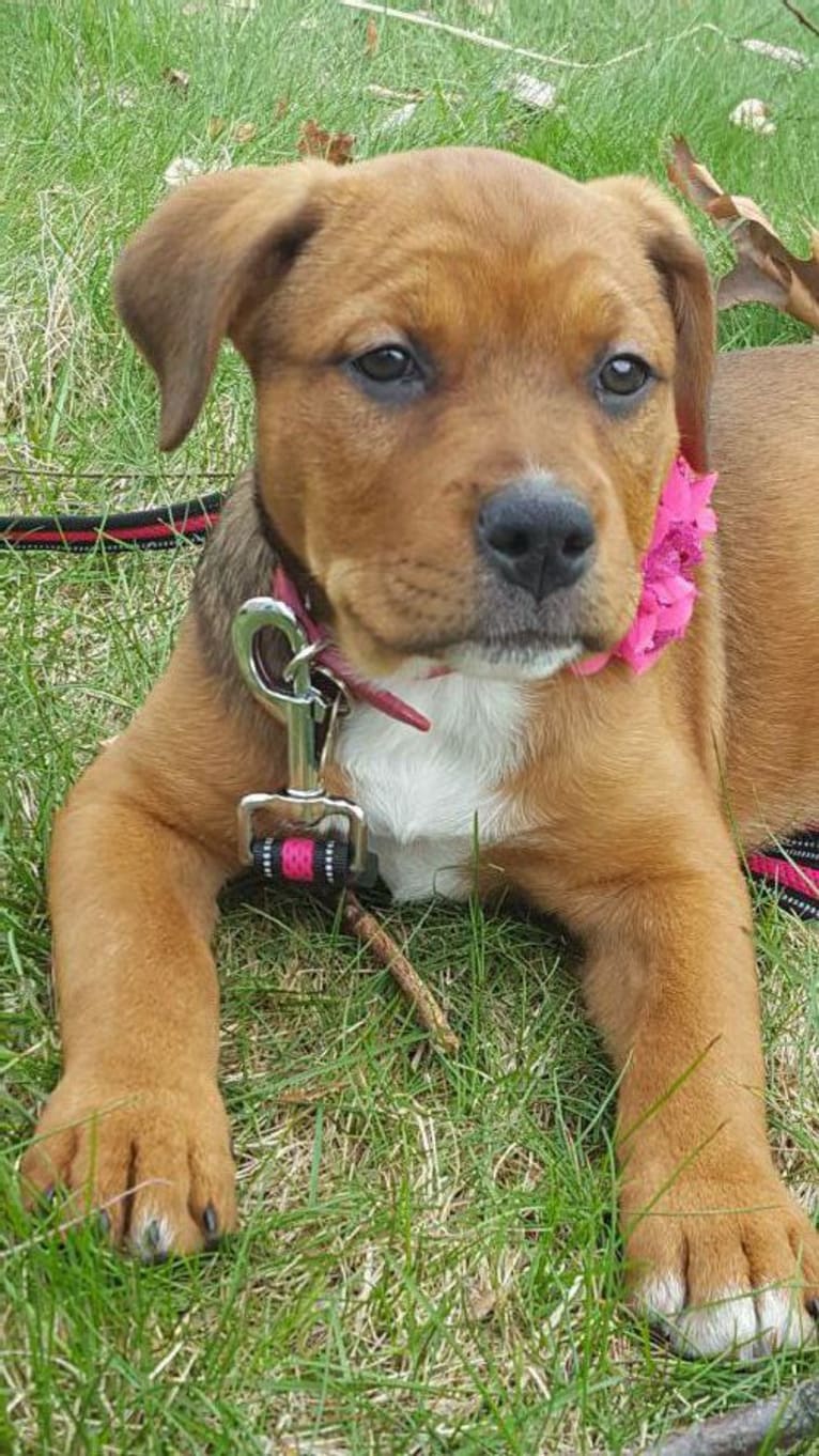 Rosie, a Rottweiler and Staffordshire Terrier mix tested with EmbarkVet.com