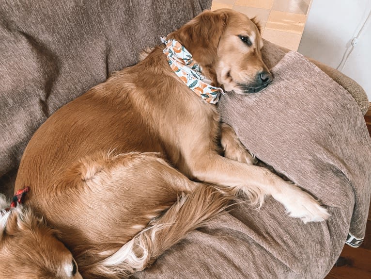 Marley, a Golden Retriever tested with EmbarkVet.com