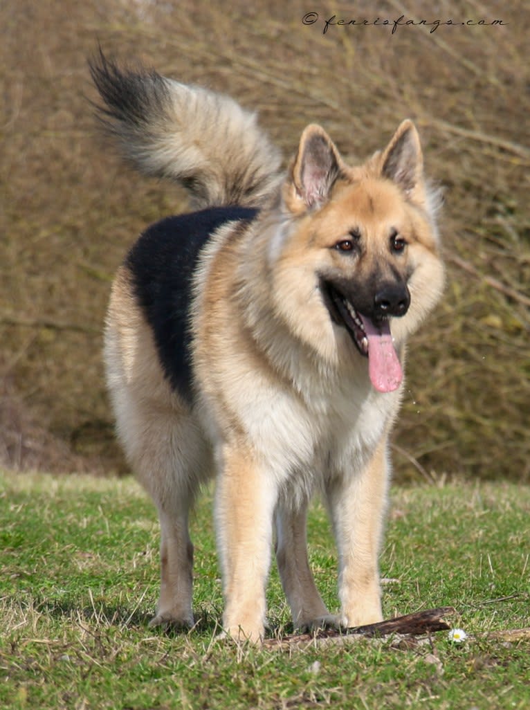 IROH, a German Shepherd Dog tested with EmbarkVet.com