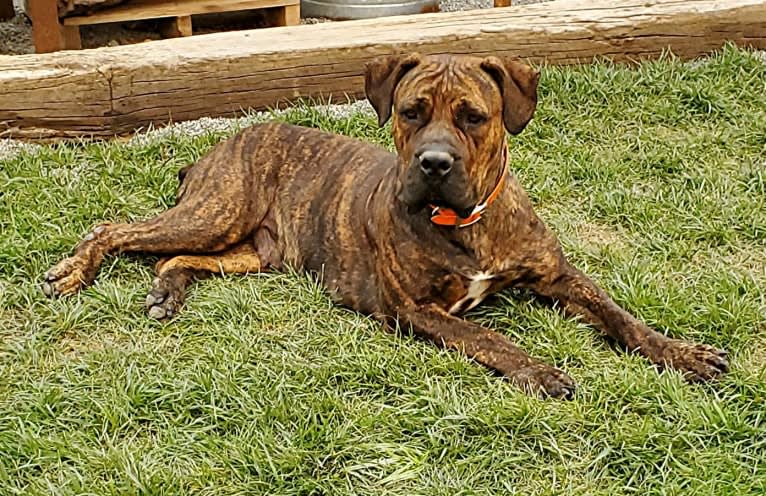 Benaiah Nila, a Boerboel tested with EmbarkVet.com