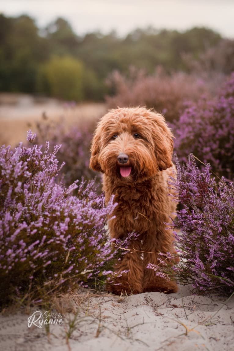 Ruby, a Poodle (Small) and Poodle (Standard) mix tested with EmbarkVet.com