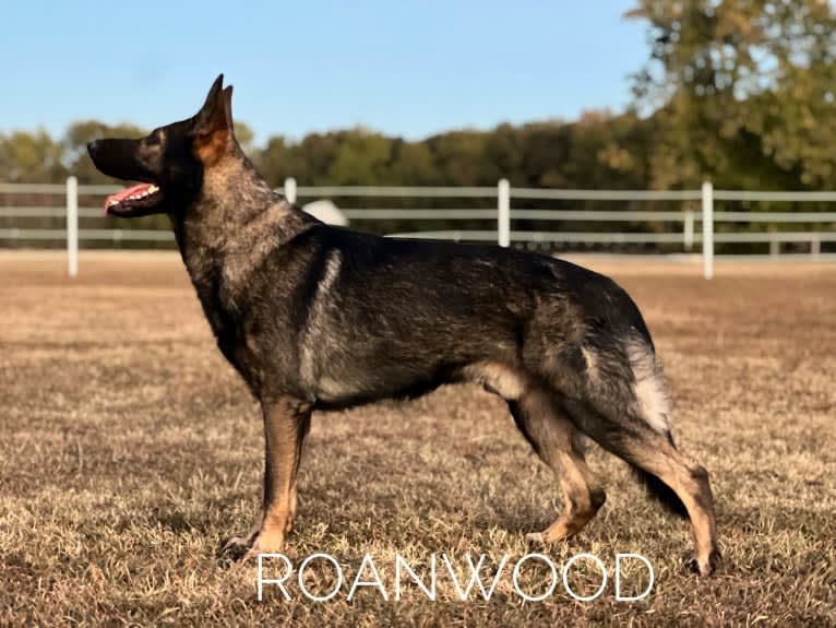 Rage, a German Shepherd Dog tested with EmbarkVet.com