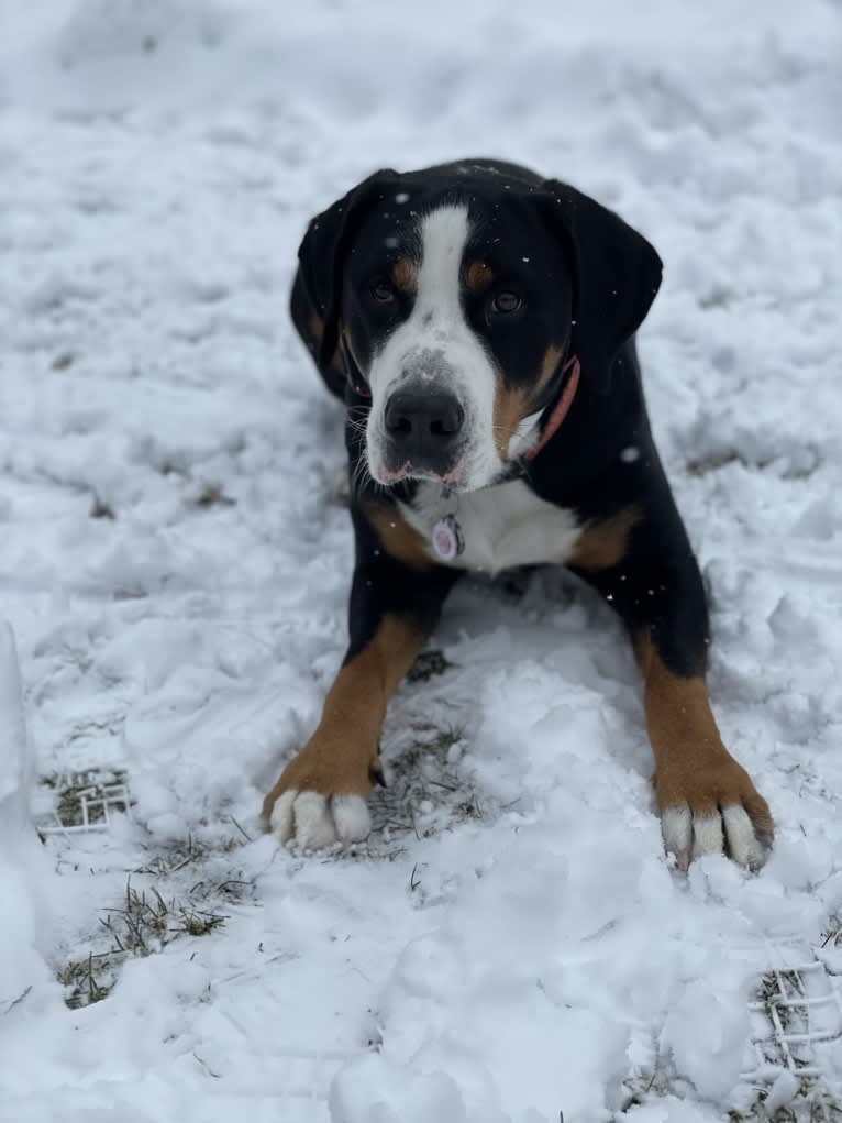 Briggs, a Greater Swiss Mountain Dog tested with EmbarkVet.com