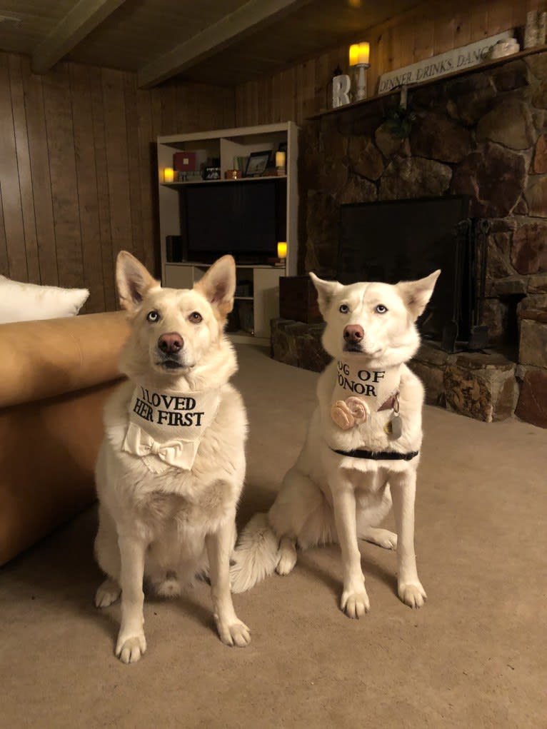 Kaleo, a Siberian Husky and German Shepherd Dog mix tested with EmbarkVet.com