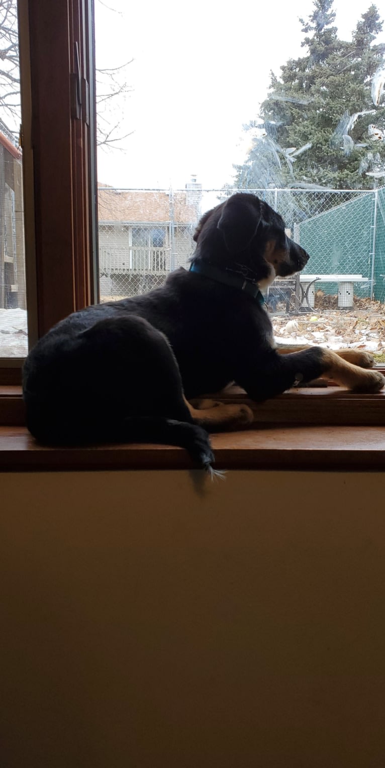 Louyie, a Border Collie and Labrador Retriever mix tested with EmbarkVet.com