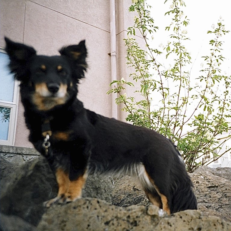 FrendL (The Fabulous & Occasionally Ferocious), a Rottweiler and German Shepherd Dog mix tested with EmbarkVet.com