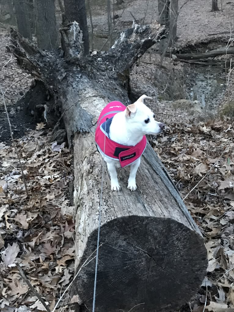 JoJo, a Chihuahua and Russell-type Terrier mix tested with EmbarkVet.com